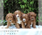 Small #1 Cavapoo