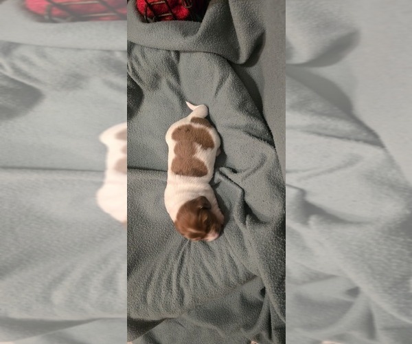 Medium Photo #3 Dachshund Puppy For Sale in NEOSHO, MO, USA