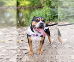 Small Photo #18 Mutt Puppy For Sale in Crete, IL, USA