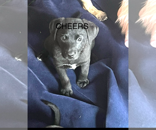 Medium Photo #2 Labrador Retriever-Unknown Mix Puppy For Sale in The Woodlands, TX, USA