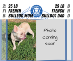 Small #9 French Bulldog