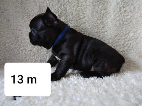 Medium Photo #1 French Bulldog Puppy For Sale in PHILA, PA, USA