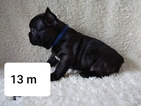 Small French Bulldog