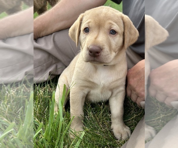 Medium Photo #6 Labrador Retriever Puppy For Sale in FREDERICKSBG, OH, USA