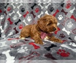 Small #5 Cockapoo (Miniature)