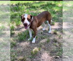 Small #17 American Staffordshire Terrier-Beagle Mix