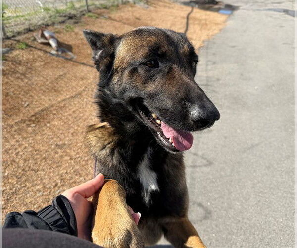 Medium Photo #2 Mutt Puppy For Sale in San Bernardino, CA, USA