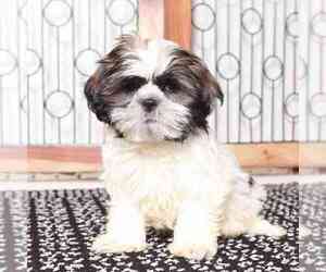 Shih Tzu Puppy for sale in NAPLES, FL, USA