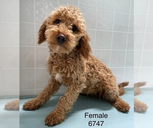 Goldendoodle-Poodle (Toy) Mix Puppy for sale in CLARE, IL, USA