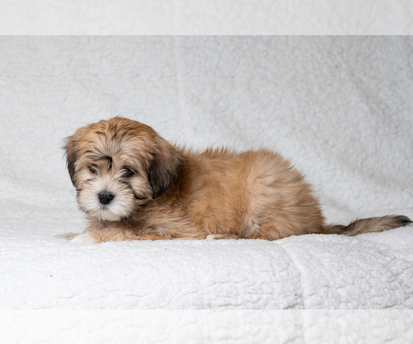 Medium Photo #4 Zuchon Puppy For Sale in WHEELING, IL, USA