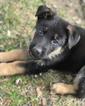 Small Photo #3 German Shepherd Dog Puppy For Sale in SICKLERVILLE, NJ, USA