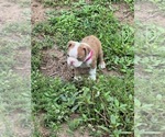 Small Photo #14 Boston Terrier Puppy For Sale in LOXAHATCHEE, FL, USA