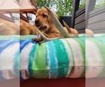Small Photo #15 Labrador Retriever Puppy For Sale in BUFFALO, NY, USA