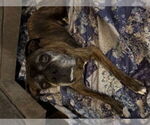 Small #3 Boxer