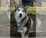 Small Siberian Husky