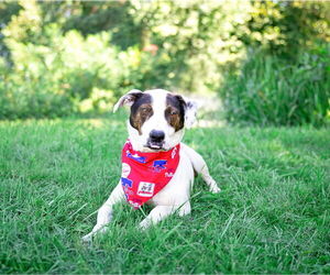 Mutt Dogs for adoption in Unionville, PA, USA