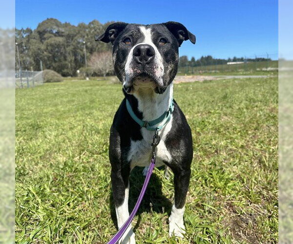 Medium Photo #2 Mutt Puppy For Sale in McKinleyville, CA, USA