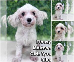 Maltese Dogs for adoption in Seattle, WA, USA