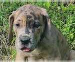 Small Photo #9 Great Dane Puppy For Sale in LEANDER, TX, USA