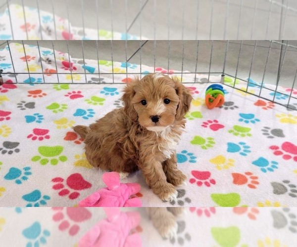 Medium Photo #7 Cavapoo (Miniature)-Poodle (Toy) Mix Puppy For Sale in ORO VALLEY, AZ, USA