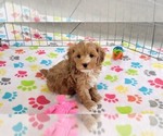 Small #6 Cavapoo (Miniature)-Poodle (Toy) Mix