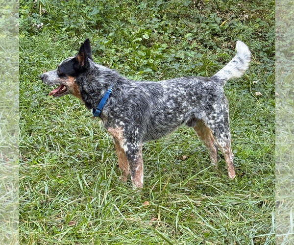 Medium Photo #3 Mutt Puppy For Sale in Garden City, NY, USA