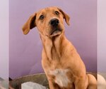 Small Photo #4 Labrador Retriever-Unknown Mix Puppy For Sale in Sheridan, CO, USA