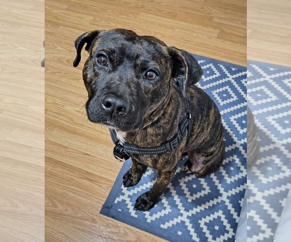 Medium Photo #7 American Staffordshire Terrier-Unknown Mix Puppy For Sale in Myrtle Beach, SC, USA