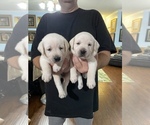 Small Photo #9 Labrador Retriever Puppy For Sale in KITTRELL, NC, USA