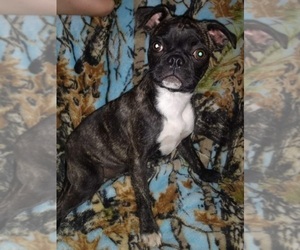 Buggs Puppy for Sale in POMEROY, Ohio USA