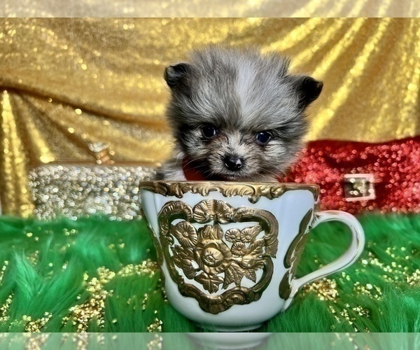 Medium Photo #8 Pomeranian Puppy For Sale in HAYWARD, CA, USA