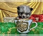 Small Photo #8 Pomeranian Puppy For Sale in HAYWARD, CA, USA