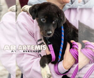 Labrottie Dogs for adoption in Oakhurst, NJ, USA