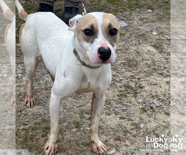 Medium Photo #1 Jack Russell Terrier-Labrador Retriever Mix Puppy For Sale in Washington, DC, USA