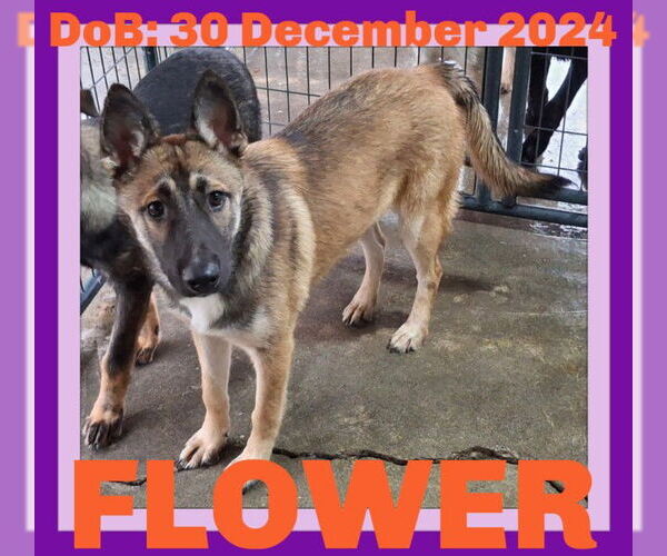 Medium Photo #1 German Shepherd Dog Puppy For Sale in Sebec, ME, USA