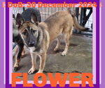 Small German Shepherd Dog
