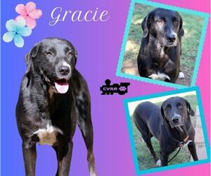 Labrador Retriever-Unknown Mix Dogs for adoption in Lindsay, CA, USA