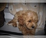 Small Photo #3 Cavapoo Puppy For Sale in LUBLIN, WI, USA