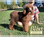 Small Photo #22 Goldendoodle Puppy For Sale in GOLDEN CITY, MO, USA
