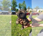 Small Photo #4 Shih Tzu Puppy For Sale in SALEM, OR, USA