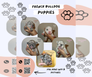 French Bulldog Litter for sale in CHICAGO, IL, USA