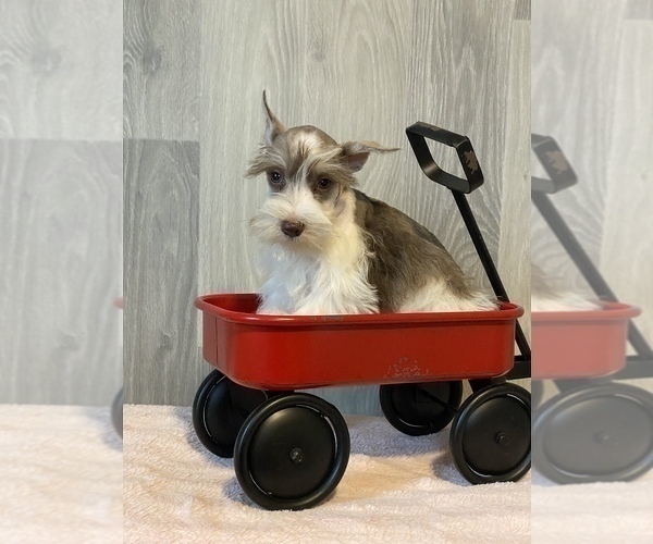 Full screen Photo #6 Schnauzer (Miniature) Puppy For Sale in CANOGA, NY, USA