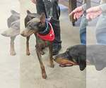 Small Photo #12 Doberman Pinscher Puppy For Sale in Buffalo, MN, USA