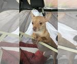Small #2 Chihuahua