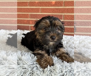 Yorkshire Terrier Puppy for sale in ROANOKE, IL, USA