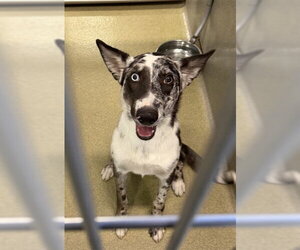 Border Collie-Catahoula Leopard Dog Mix Dogs for adoption in Rancho Cucamonga, CA, USA