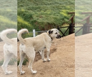 Mother of the Kangal Dog puppies born on 04/12/2025