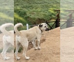 Small Photo #1 Kangal Dog Puppy For Sale in NORCO, CA, USA