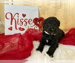 Small Photo #13 Goldendoodle Puppy For Sale in LAPOINT, UT, USA