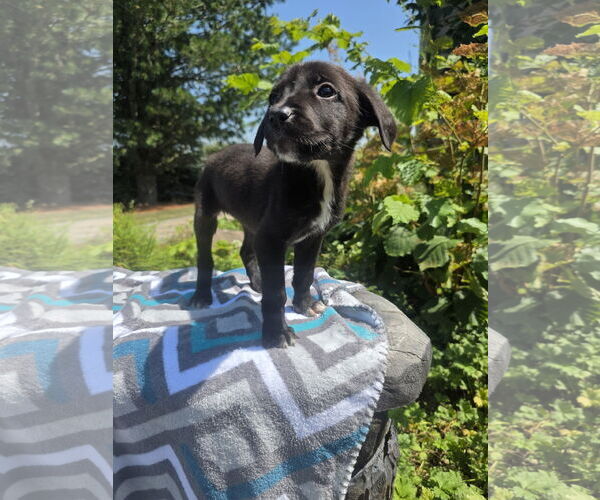 Medium Photo #3 Labrador Retriever-Unknown Mix Puppy For Sale in SHERBURNE, NY, USA